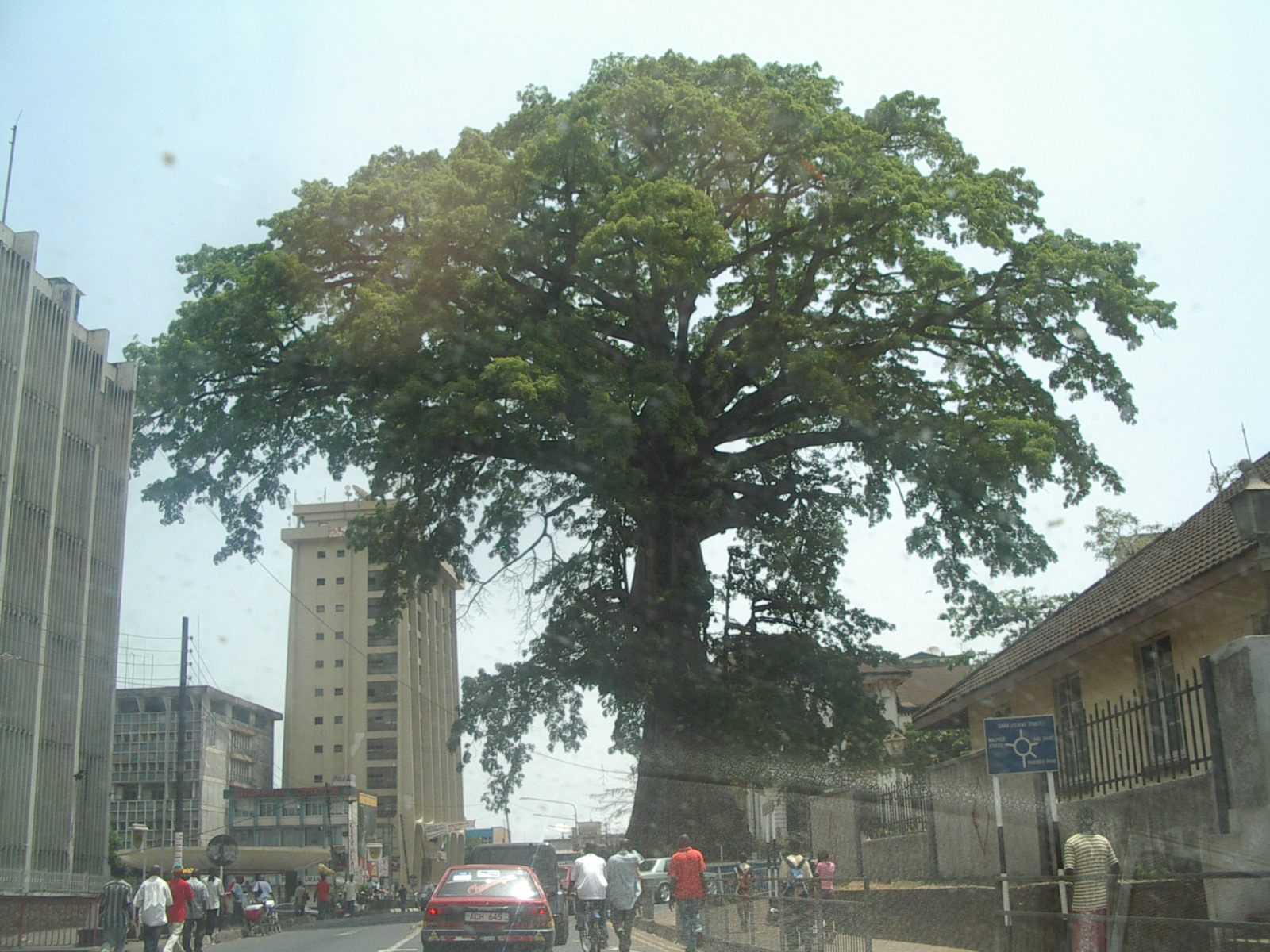 Cotton_Tree_(Sierra_Leone)